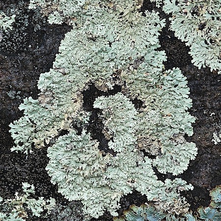 arctopsrmelia centrifuga