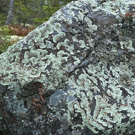 arctopsrmelia centrifuga