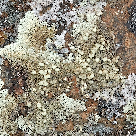 Arctoparmelia incurva