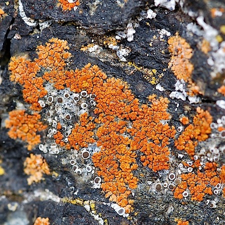 Caloplaca arnoldii ssp. obliterata)
