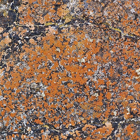 Caloplaca arnoldii ssp. obliterata)