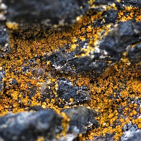 Flavoplaca citrina