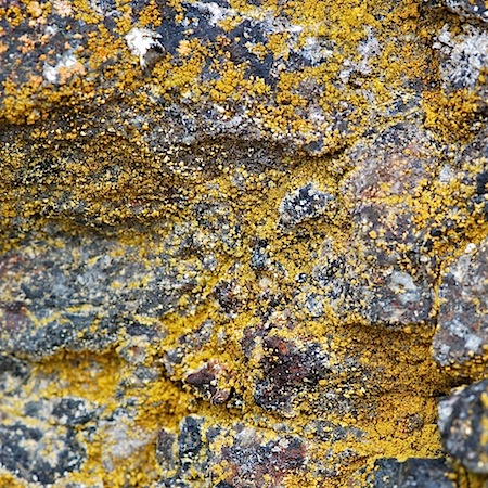 Flavoplaca citrina