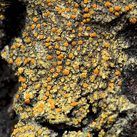 Gyalolechia flavorubescens