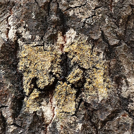 Gyalolechia flavorubescens