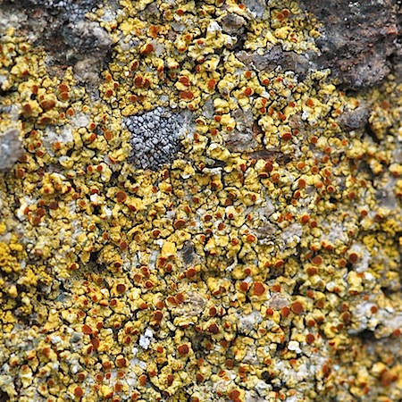 Gyalolechia flavovirescens