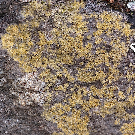 Gyalolechia flavovirescens