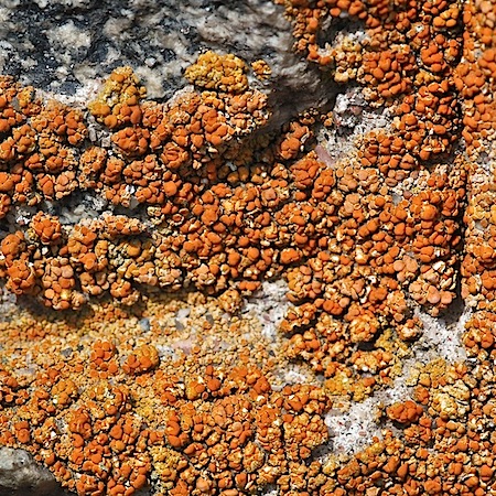 Caloplaca saxicola