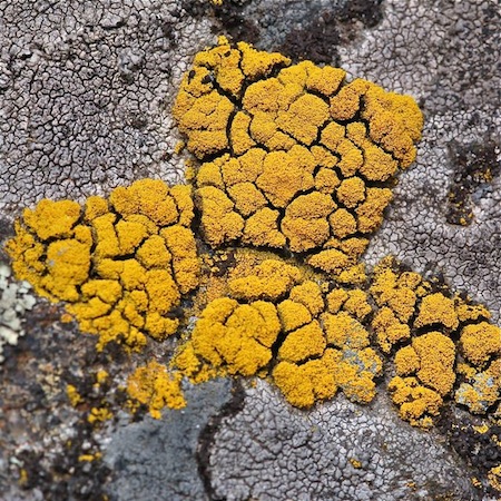 Candelariella coralliza