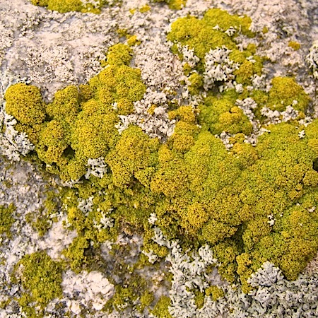 Candelariella coralliza