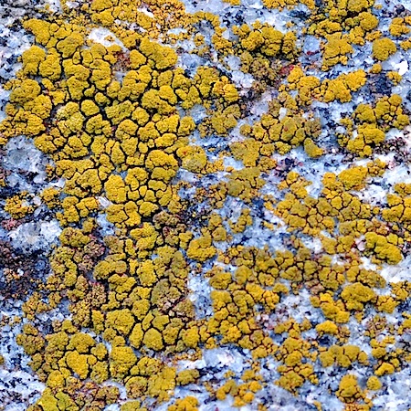 Candelariella vitellina