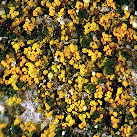 Candelariella xanthostigma