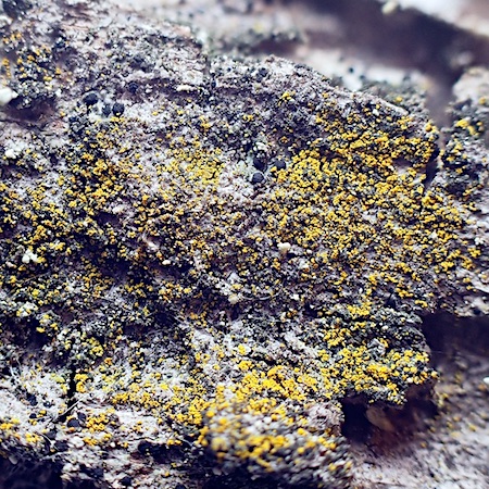 Candelariella xanthostigma