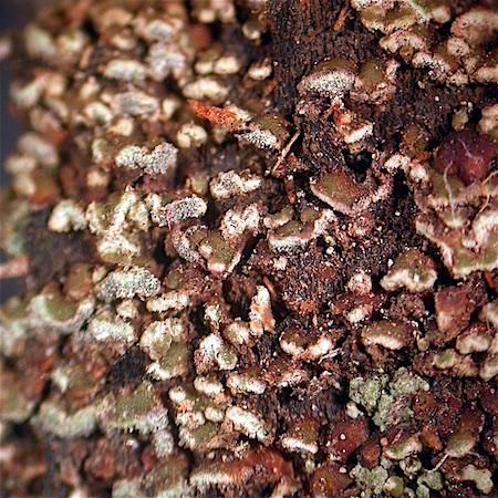 Carbonicola anthracophila