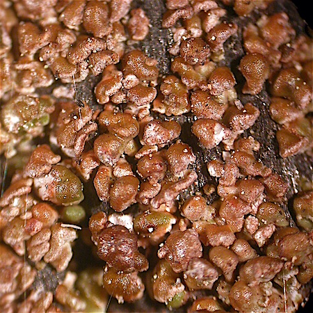 Carbonicola myrmecina