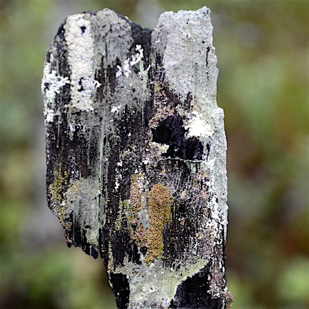 Carbonicola myrmecina