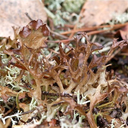 cetraria islandica
