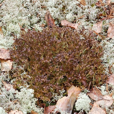 cetraria islandica