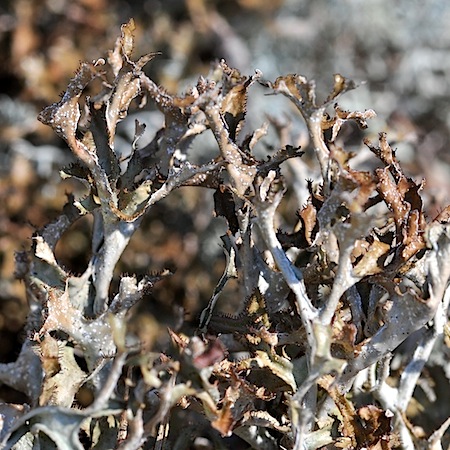 Cetraria islandica ssp. crispiformis