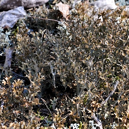 Cetraria islandica ssp. crispiformis