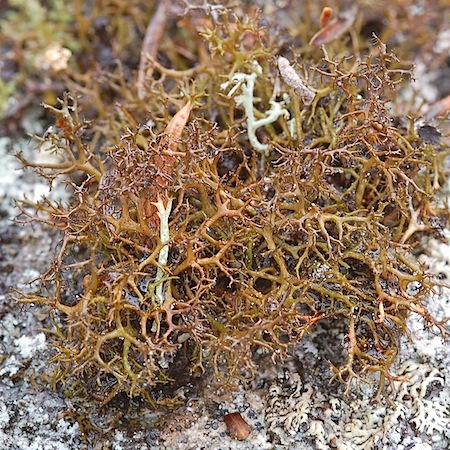 Cetraria muricata