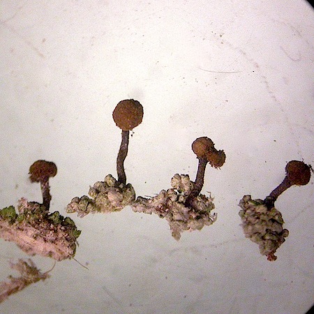 Chaenotheca ferruginea