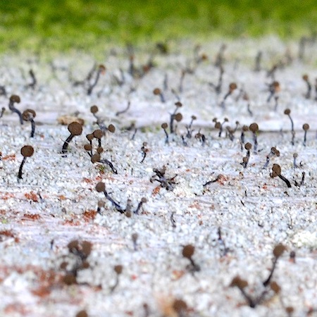 Chaenotheca ferruginea