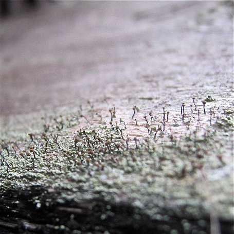 Chaenotheca phaeocephala