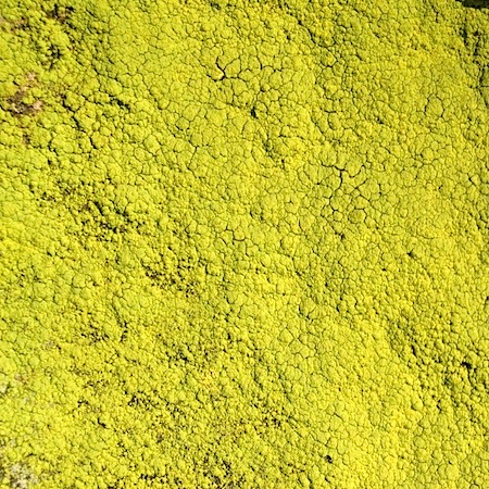 Chrysothrix chlorina