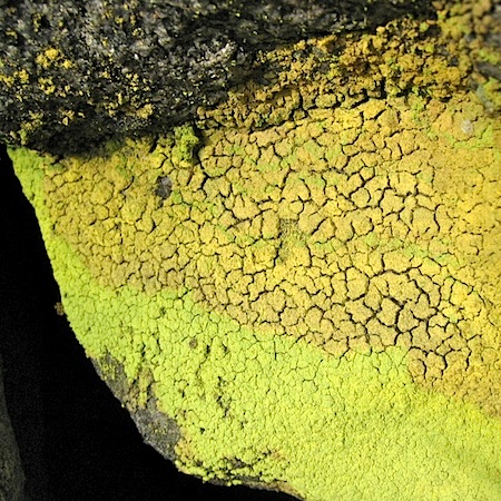 Chrysothrix chlorina