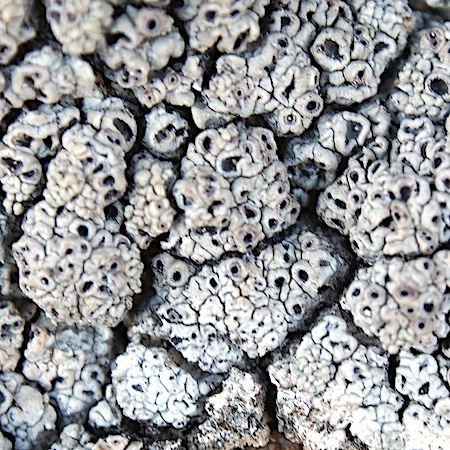 Circinaria caesiocinerea