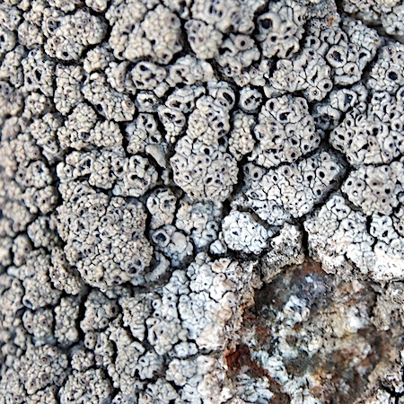 Circinaria caesiocinerea