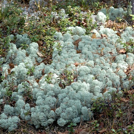 Cladonia stellaris