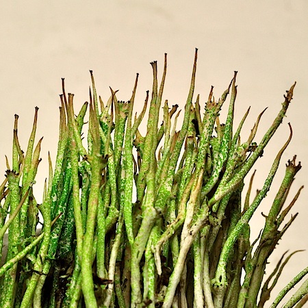 Cladonia amaurocraea