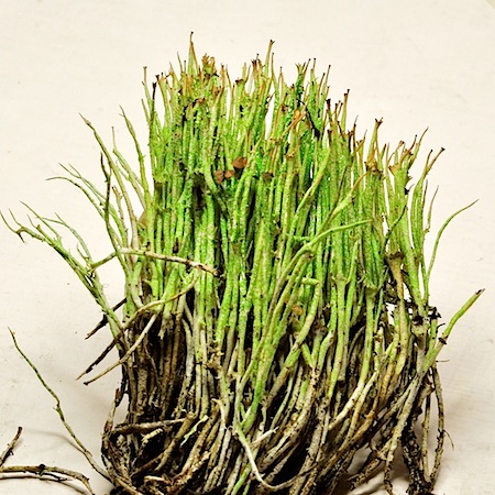 Cladonia amaurocraea