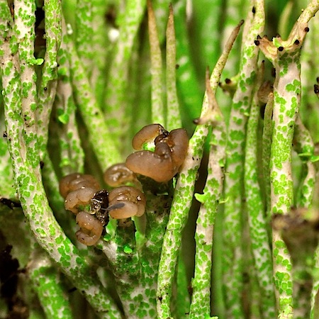 Cladonia amaurocraea