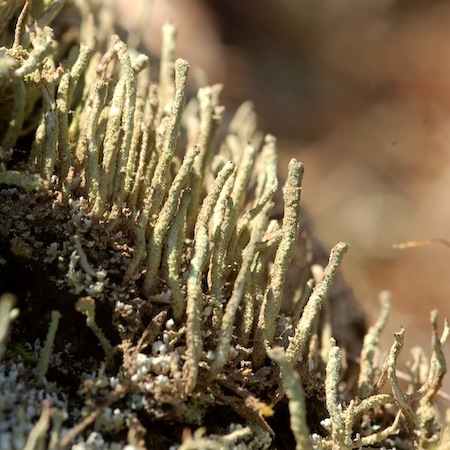 Cladonia bacilliformis