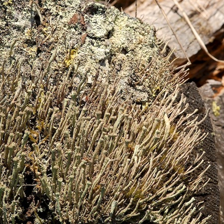 Cladonia bacilliformis