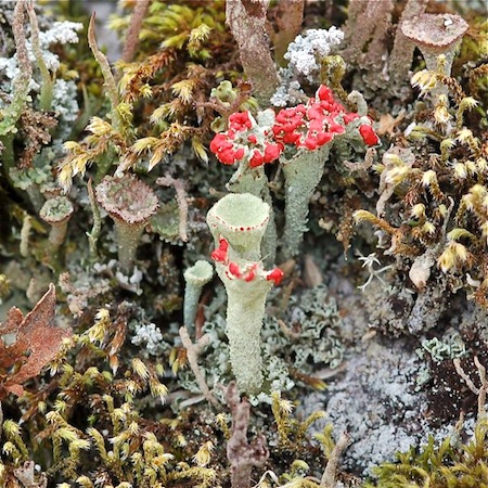 cladonia borealis