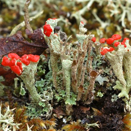cladonia borealis
