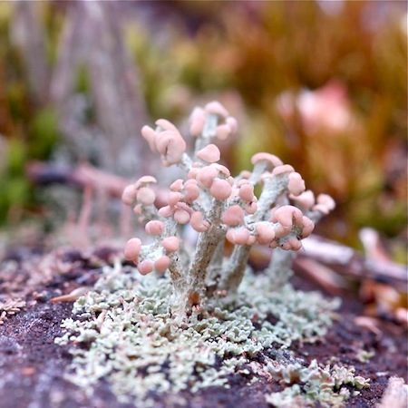 Cladonia botrytes