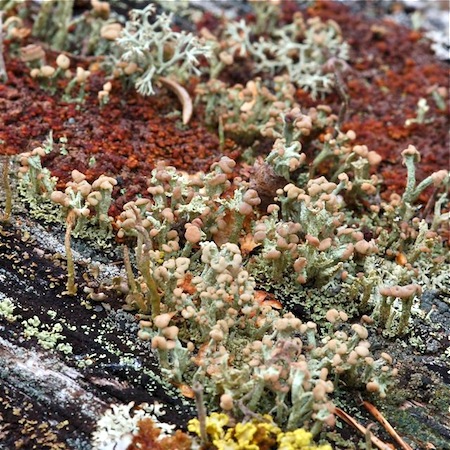 Cladonia botrytes