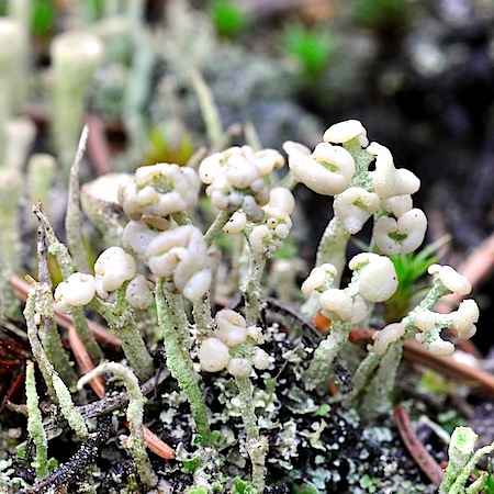 Cladonia botrytes