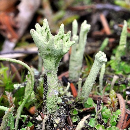 Cladonia carneola
