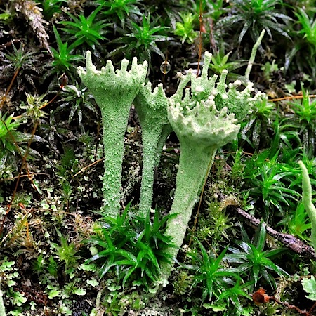 Cladonia carneola
