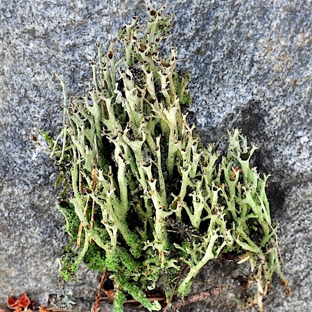 Cladonia cenotea