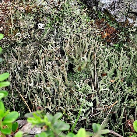 Cladonia cenotea