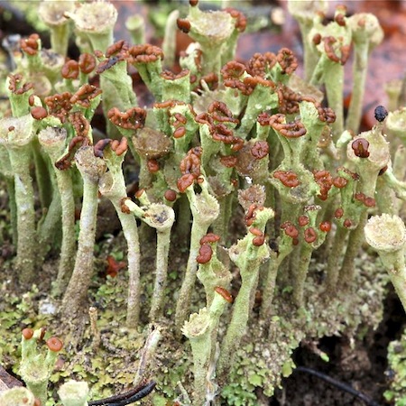 cladonia chlorophaea