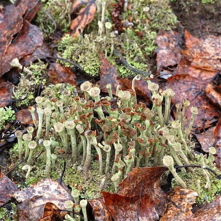 cladonia chlorophaea