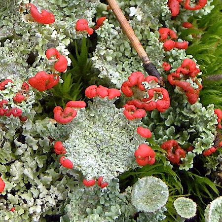 Cladonia coccifera